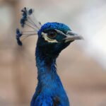 peacock, feathers, beak-8440548.jpg